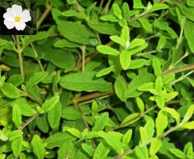 Produktbild von Cistus salviifolius - Salbeiblättrige Zistrose 20-30cm