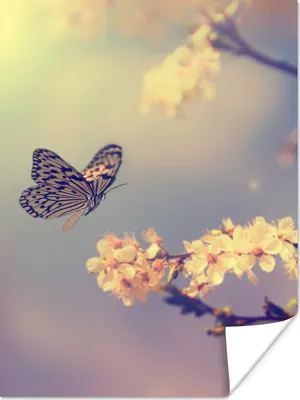 Produktbild von MuchoWow® Poster Schmetterlinge - Blüte - Zweig - Baum 120x160 cm - Wandbilder