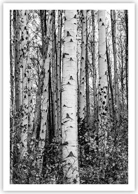 Produktbild von Poster - Poster ohne Rahmen - Birken Wald Monochrom - 70x100 cm - Wand Bild - Wanddeko - Wandbilder - Kunstposter - Wandposter - Bilder - Kunstdruck - Wanddekoration - Wandbild - P2XPA70x100-4643
