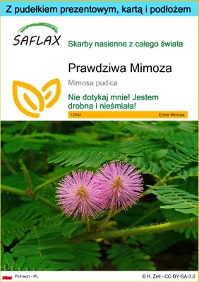 Zdjęcie produktu dla SAFLAX - Zestaw prezentowy - Prawdziwa Mimoza - 70 Nasiona - Z pudełkiem upominkowym, etykietą wysyłkową, kartą podarunkową i podłożem uprawowym - Mimosa pudica