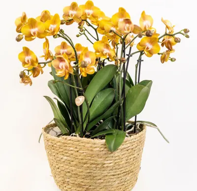 Obrázok produktu pre Sada oranžových orchideí v bavlnenom košíku - 3 orchidey Las Vegas, Ø12cm, s