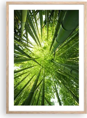 Produktbild von Gerahmtes Poster - Rahmen in heller Eiche - Bambus Dschungel Grün - 50x70 cm - Wand Bild - Wanddeko - Wandbilder - Wandposter - Bilderrahmen - Bilder - Kunstdruck - Wandbild - P2NPA50x70-4235