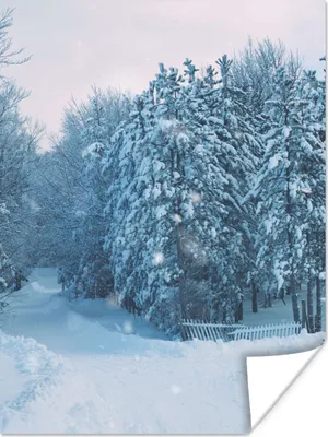 Produktbild von MuchoWow® Poster Wald - Schnee - Winter 120x160 cm - Wandbilder