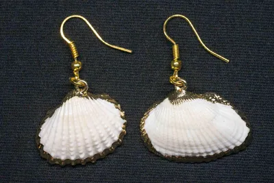 Produktbild von Muschel Ohrringe Miniblings Hänger Strand Meer Urlaub boho weiß gold