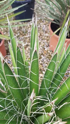 Image de Yucca filifera / Yucca filifère