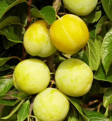 Produktbild von Reneklodebaum ´OULLINS´ Unterlage Myrobalan, wurzelnackt