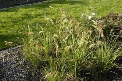Produktbild von Achnatherum calamagrostis 'Algäu', Ziergras, ca. 9x9 cm Topf