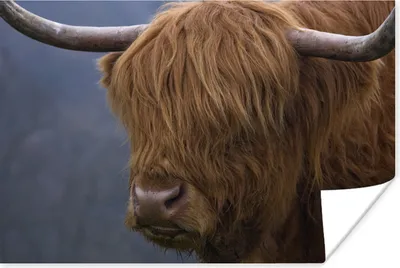 Produktbild von MuchoWow® Poster Schottischer Highlander-Stier - Kuhkopf - Nahaufnahme 120x80 cm - Bilder