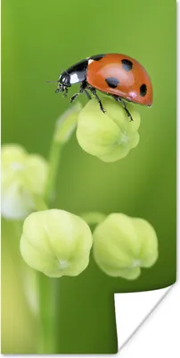 Produktbild von MuchoWow® Poster Frühling Marienkäfer 80x160 cm - Kinderzimmer