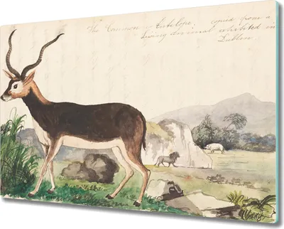 Produktbild von Coloray Hackbrett Kochplattenabdeckung Herdabdeckplatte 80x52 cm Schneidebrett Küchenbrett - Gazelle Tiere Zeichnung