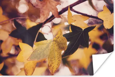Produktbild von MuchoWow® Poster Blätter - Ahorn - Herbst - Jahreszeiten 180x120 cm - Fotoplakat