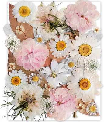Produktbild von Getrocknete weiße gepresste Blumen, 37 Stück, für DIY Bastelarbeiten