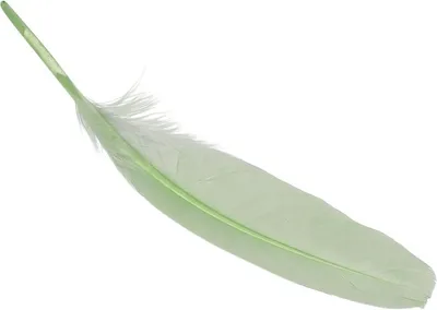 Produktbild von Gänsefedern ca. 16 - 21cm maigrün VE=5x8 Stück