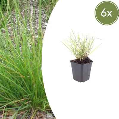 Zdjęcie produktu dla Sesleria autumnalis | 6 sztuk - 10-25cm - Ø9cm - Roślina ogrodowa