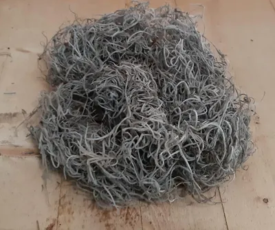 Produktbild von Tillandsia Tilandsia-Moos in Schale Warentuin Natuurlijk