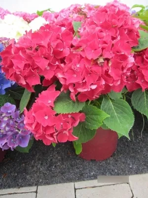 Produktbild von Hydrangea macrophylla Royal Red - Bauernhortensie Royal Red