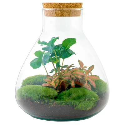 Imagen del producto de Kit para crear un jardín en botella: terrario casero con planta de café Arábica. Alto: 26 cm. Fácil de cuidar y muy decorativo