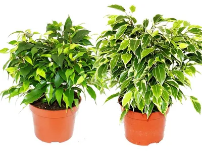Produktbild von Kinky-Duo - Set mit 2 verschiedenen Buschigen Birkenfeigen - Ficus benjamini "Kinky" - 12cm Topf