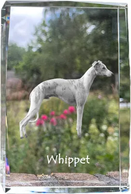 Produktbild von Whippet, Kleiner Englischer Windhund - Kristall mit einem Hundebild, Bild im Glas, moderne Ausstellung des Art-Dog-Bildes.