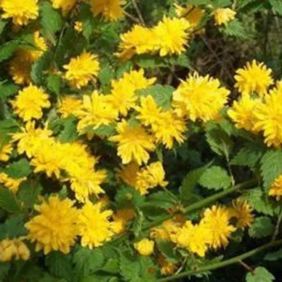 Image de 2 plants de ranunculus (Kerria japonica 'Pleniflora') | Hauteur : 50-60 cm, vendues en pot