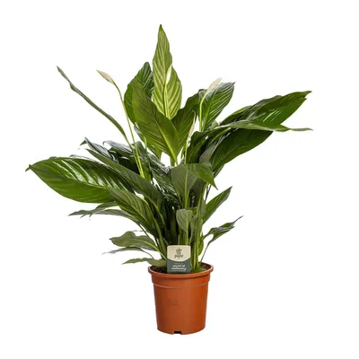 Produktbild von Hello Plants Spathiphyllum Löffelpflanze - Ø 19 cm Topf - Höhe: 80 cm