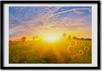 Produktbild von Bild - Bilder - Bilderrahmen - 70 cm x 50 cm - MDF-Rahmen, Wandkunst Feld von Sonnenblumen
