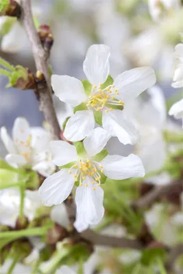 Produktbild von Prunus incisa 'Kojou-no-mai', Zierkirsche, kompakt, 30–40 cm