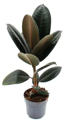 Produktbild von Gummibaum - Ficus elastica "Abidjan" - 11cm Topf