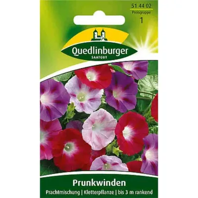 Immagine prodotto di Quedlinburger Saatgut - Miscuglio di convolvolo magnifico - Semi - 514402