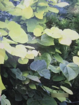 Produktbild von Kanadischer Judasbaum Melon Beauty - Cercis canadensis - 60-80cm