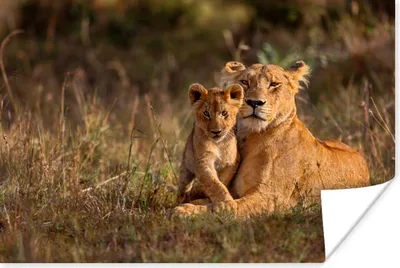 Produktbild von MuchoWow® Poster Wildtiere - Licht - Porträt 30x20 cm - Plakate - Print