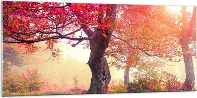 Produktbild von Bilder auf glas - Baum Natur Wiese - 120x50cm - Glasbilder - Wandbilder - Kunstdruck - zum Aufhängen bereit - Wanddekoration aus Glas - Glas Bilder - Wandbild auf Glas - Einteilig - GAB120x50-3658