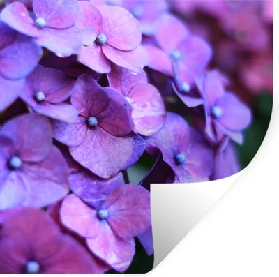 Produktbild von MuchoWow® Wandtattoo Wandsticker Wandaufkleber Blumen - Lila - Hortensie - Natur - Blütenblätter 30x30 cm Selbstklebend und Repositionierbar - Repositionierbar - Wasser abweisend