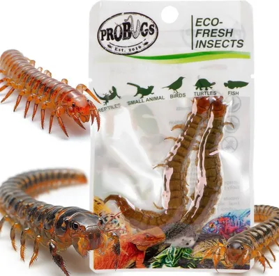 Zdjęcie produktu dla ProBugs Eco-Fresh Scolopendra Centipede 2pcs - świeże skolopendry ProBugs