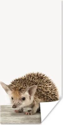 Produktbild von MuchoWow® Poster Igel - Tiere - Jungen - Mädchen 60x120 cm - Wandschmuck