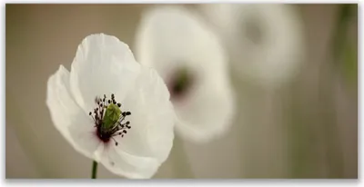 Produktbild von Tulup Leinwand-Bilder 120x60 Wandbild Canvas Kunstdruck Blume Pflanzen