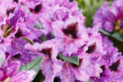 Produktbild von Rhododendron Hybr. 'Mogambo', Rhododendron, lila Blüten, 30–40 cm