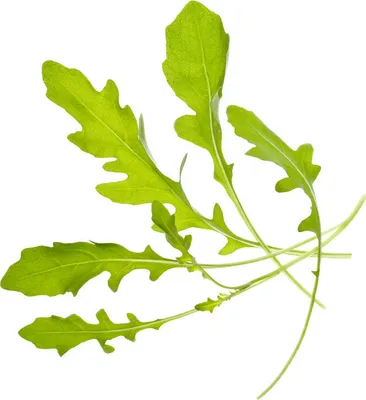 Image de Tregren - Graines - Roquette