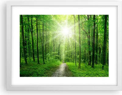 Produktbild von Gerahmtes Poster - Weißer Rahmen - Sonnenstrahlen Wald Sommer - 40x30 cm - Wand Bild - Wanddeko - Wandbilder - Wandposter - Bilderrahmen - Bilder - Kunstdruck - Wandbild - P2WAA40x30-2689