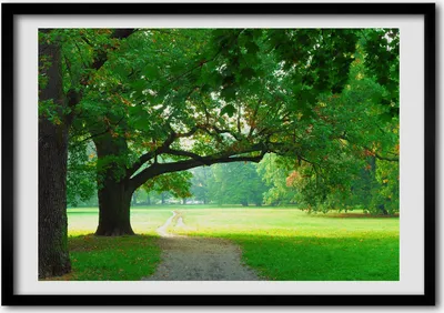 Produktbild von Bild - Bilder - Bilderrahmen - 70 cm x 50 cm - MDF-Rahmen, Wandkunst Park im Herbst