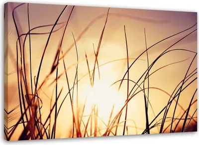 Produktbild von Leinwandbild gras im sonnenschein 100x70 cm Feeby lila wandbild bereit zum aufhängen