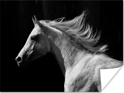 Produktbild von MuchoWow® Poster Pferde - Tiere - Porträt 120x90 cm - Wandbild