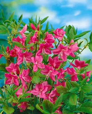 Produktbild von Rhododendron albrechtii, rosa Blüten, 50–60 cm