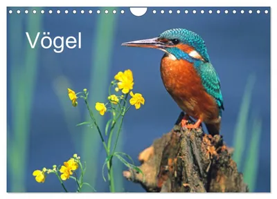 Produktbild von Vögel (Wandkalender 2027 DIN A4 quer), CALVENDO Monatskalender