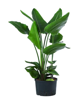 Produktbild von Dehner Baumstrelitzie, Strelitzia nicolai, in Hydrokultur, luftreinigend ca. 90 cm, Ø Topf 28 cm, Zimmerpflanze