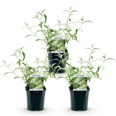 Produktbild von Green boutiQ - Gartenpflanze - Buddleja davidii White Profusion - Sommerflieder - Winterhart - Weiß - 3 Pflanzen - Topf 17cm - Höhe 45cm