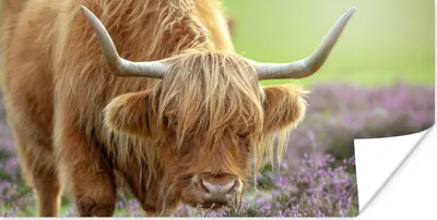 Produktbild von MuchoWow® Poster Schottische Highlander - Blumen - Natur 40x20 cm - Poster für die Wand - Poster Schlafzimmer