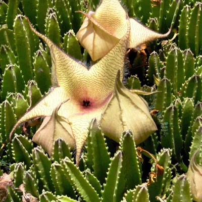 Obrázok produktu pre Stapelia obrovská (Stapelia gigantea)  – 5 semien