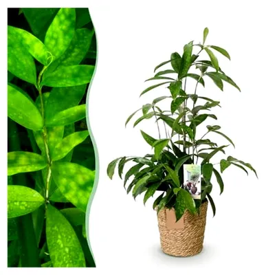 Produktbild von Dracaena surculosa - Drachenbaum - Pflegeleicht - mit Korb - Grün - 60-70 cm - Ø 17 cm - Zimmerpflanze - Immergrün