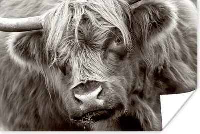 Produktbild von MuchoWow® Poster Schottischer Highlander - Schwarz - Weiß - Hörner 60x40 cm - Schlafzimmerdekoration